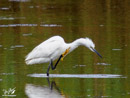 Little Egret - Czapla Nadobna